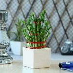Lucky Bamboo 3 Layer In White Ceramic Pot Indoor Plant