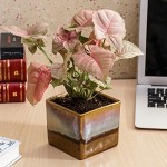 Beautiful Syngonium Pink Indoor Plant Choco Brown Pot