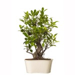 6 Year Old S Shape Ficus Bonsai In White Metal Pot