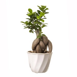 Grafted Ficus 4 Year Old Bonsai In White Pot